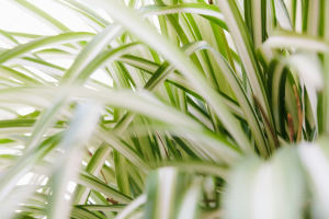 Picture of a spider plant