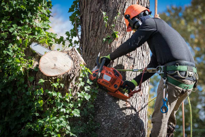 Piedmont Tree Services